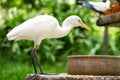 Little white heron with a yellow head in a green park. Bird watching Royalty Free Stock Photo