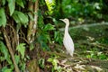 Little white heron with a yellow head in a green park. Bird watching Royalty Free Stock Photo