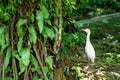 Little white heron with a yellow head in a green park. Bird watching Royalty Free Stock Photo