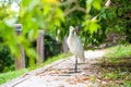 Little white heron with a yellow head in a green park. Bird watching Royalty Free Stock Photo