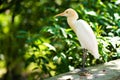 Little white heron with a yellow head in a green park. Bird watching Royalty Free Stock Photo