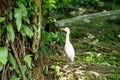 Little white heron with a yellow head in a green park. Bird watching Royalty Free Stock Photo