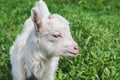 Little white horned goat on a green meadow on a summer day Royalty Free Stock Photo