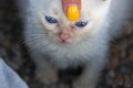 Little white kitten with beautiful blue eyes Royalty Free Stock Photo