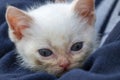 little white kitten with beautiful blue eyes , Viseu Royalty Free Stock Photo