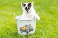 Little white kitten with black spots in the water bucket Royalty Free Stock Photo