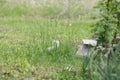 Little white kitten hiding in green grass Royalty Free Stock Photo