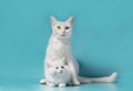 White kitten next to his mother on a turquoise background