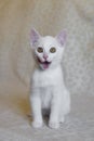 Little white kitten with open mouth. Cat smacking her lips tongue out Royalty Free Stock Photo