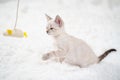 A little white kitten plays with a toy mouse on a rope. Royalty Free Stock Photo