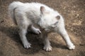 little white kitten ready to attack Royalty Free Stock Photo