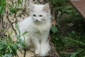 Little white kitten sitting on a log of a tree in leaves Royalty Free Stock Photo