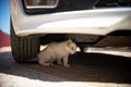 Little white kitten sitting under a white car Royalty Free Stock Photo