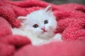 Little white kitty pets animal home hobby nice sweet