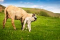 Little white lamb with adult sheep on grass Royalty Free Stock Photo