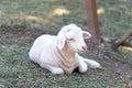 The little white lamb Sitting in the farm Royalty Free Stock Photo