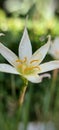 Little white lilly blooms Royalty Free Stock Photo