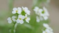 Little white lobularia maritima flowers with four petals. Arabis alpina caucasica. Slow motion.