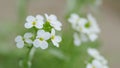 Little white lobularia maritima flowers with four petals. Arabis alpina caucasica. Slow motion. Royalty Free Stock Photo