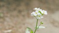 Little white lobularia maritima flowers with four petals. Arabis alpina caucasica. Slow motion. Royalty Free Stock Photo