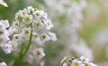 Little white Lobularia Maritima flowers