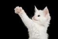 Little White Maine Coon Kitten Isolated on Black Background