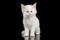 Little White Maine Coon Kitten Isolated on Black Background Royalty Free Stock Photo