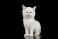 Little White Maine Coon Kitten Isolated on Black Background Royalty Free Stock Photo