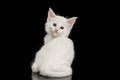 Little White Maine Coon Kitten Isolated on Black Background Royalty Free Stock Photo