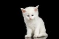 Little White Maine Coon Kitten Isolated on Black Background Royalty Free Stock Photo