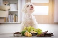 Little dog and food toxic to him Royalty Free Stock Photo