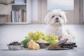 Little dog and food toxic to him