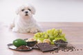 Little dog and food toxic to him Royalty Free Stock Photo
