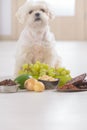 Little dog and food toxic to him Royalty Free Stock Photo