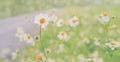 Little white meadow grass flower blooming spring background Royalty Free Stock Photo