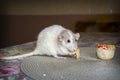 Little white mouse eats food for rodents