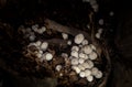 Little white mushroom in dead palm Royalty Free Stock Photo