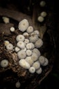 Little white mushroom in dead palm Royalty Free Stock Photo