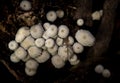 Little white mushroom in dead palm Royalty Free Stock Photo
