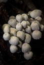 Little white mushroom in dead palm tree Royalty Free Stock Photo