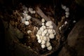 Little white mushroom in dead palm tree Royalty Free Stock Photo