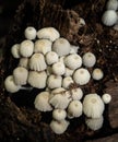 Little white mushroom in dead palm tree Royalty Free Stock Photo