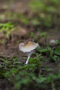 little white mushroom in the forest after rain Royalty Free Stock Photo
