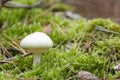 Little white mushroom is starting life Royalty Free Stock Photo