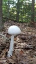 Little white mushroom Royalty Free Stock Photo