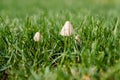 Little white mushrooms in grass Royalty Free Stock Photo
