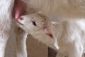 Little white newborn kid sucks milk from the udder of the goat