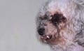 Little white old dog is blind. Age deformation of teeth concept pets