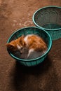 Little white and orange cat sleeping in a round basket Royalty Free Stock Photo