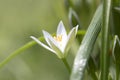 Little White Ornithogalum Flowers
